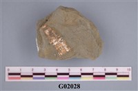 藏品(介殼類肢之化石)的圖片